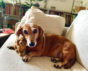 Hund aus Wolle filzen realistisches Tierportrait handgemacht