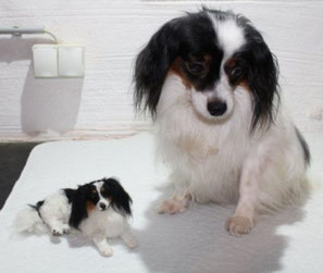realistisches Papillon Hundeportrait aus Wolle handgefertigt