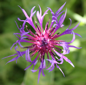 Grande centaurée fleur