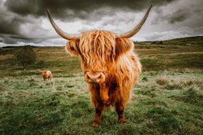 Highland Cattle, Cattle, Schottland, Highlands