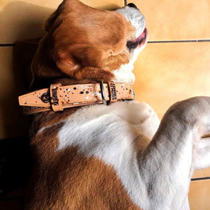 COLLIER CUIR CHIEN BEAGLE 