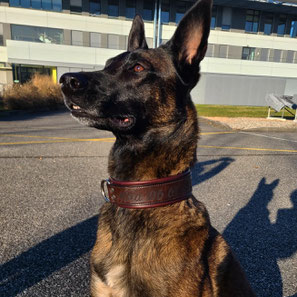COLLIER EN CUIR CHIEN ARTISAN SOLIDE MALINOIS