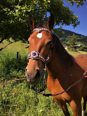 FRONTAL CUIR TRESSAGE CHEVAL FILET