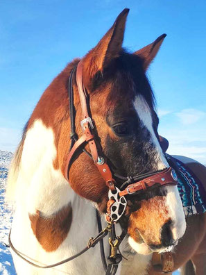 hackamore cuir artisanal sur mesure