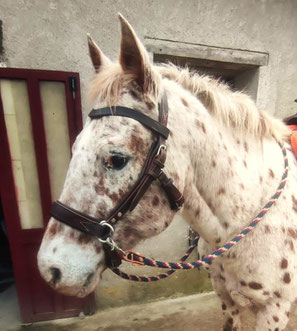 ARTISAN ANNECY CHEVAL SIDEPULL CUIR