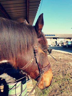 ARTISAN ANNECY CHEVAL SIDEPULL CUIR
