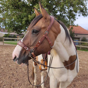 HACKAMORE FILET CUIR CHEVAL FRANCE