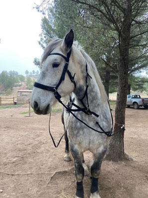 ARTISAN ANNECY CHEVAL TRAIT PERCHERON SIDEPULL CUIR