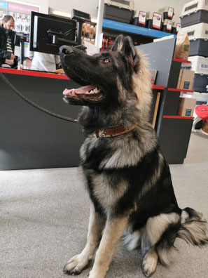 APPRENDRE A FABRIQUER UN COLLIER POUR MON CHIEN