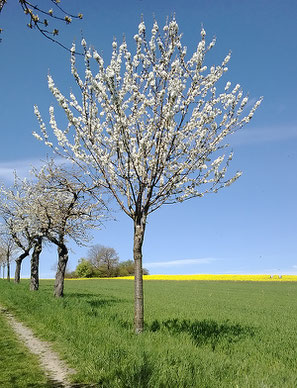 Kirsch-  und Rapsblüte in Maxen im April 2016. Foto: (c) J. Tronicke