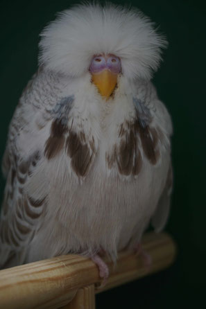Rudi Vennhaus Wellensittich, Bester der Schau GG Hauptgruppensieger Falbe V-Vogel auf der Wellensittich Club Schau Nordrhein-Westfalen 2026 in Mülheim an der Ruhr - Ausstellung / Vogelschau