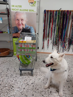Weißer Schäferhund mit Futterspenden.