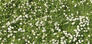 You may also want to try growing chamomile under and around a garden seat, or in and around a pathway. The fragrant aroma will be released each time the seat is used and the pathway is walked on!