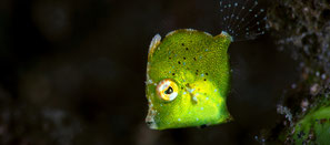 Spécialité PÄDI identification de poisson à Nusa Penida