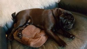 Gido de mopshond