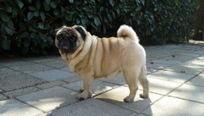 Bo de mopshond