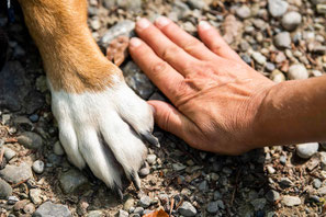 Hundepfote und Hand, gemeinsam Hand in Hand