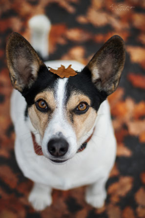 Jack-Russell Terrier Mischling im Herbstlaub