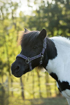 Shetty-Welsh Mix auf der Koppel