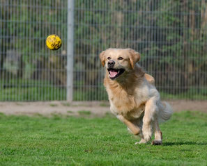Un chien golden retriever courre après une balle jaune par coach canin 16 educateur canin à domicile en charente