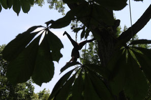 Photo de la représentation Les Herbes Folles, danse et voltige dans les arbres