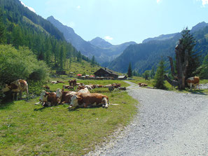 Vordere Marbachalm, Flachau