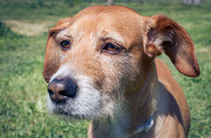 fotografia, animales, mascotas