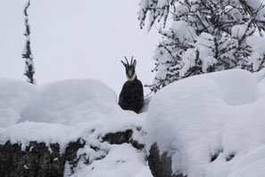 rando raquette chamois briançon 