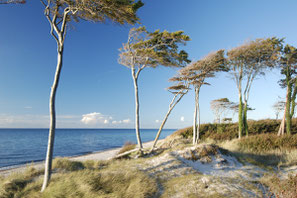 Weststrand - Region Prerow - Windflüchter - Carpe Diem - Prerow - Bio-Hotel