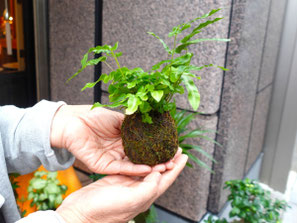 手のひらに載るくらい小さな苔玉もあります