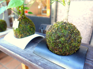 苔玉は植物の根を粘土質の土で固め、苔で覆っています