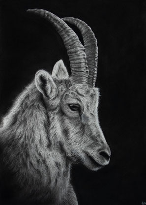 ibex into the light drawing by french pencil artist Magali Lapeyre-Mirande bouquetin dans la lumière dessin artiste dessinatrice