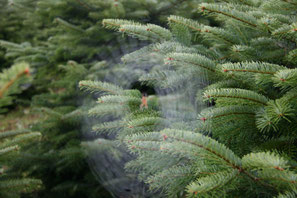 Ein selbst geschlagener Weihnachtsbaum ist das Größte; Hofgut Männle Oberkirch Bottenau