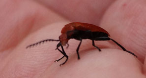 Le cardinal rouge est proche d'une autre espèce, le cardinal, dont la tête est noire.