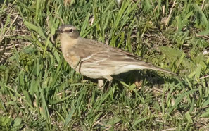 Un nouveau venu, au plumage discret, est là aussi en grande nombe. C'est le pipit spioncelle.