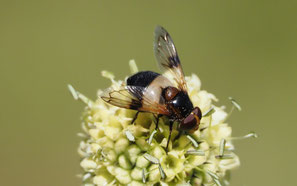Volucella pelluscens, un syrphe (Diptère)