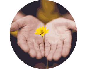Zwei Handflächen berühren sich & halten gelbe Blume, Gestalttherapie-Gruppe, Gruppentherapie in Berlin