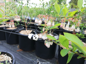 アクアフォームををポットに入れてブルーベリーを植付け、特殊ブレンドの養液を点滴潅水しています