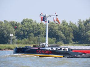 Condor