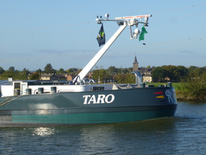 Taro