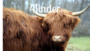 Tierpatenschaften für Rinder