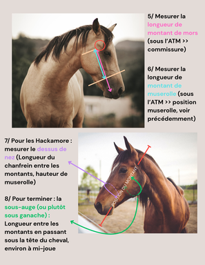 TROTTEUR SIDEPULL CUIR SUR-MESURE