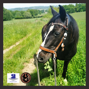 FRONTAL STRASS CUIR CHEVAL FILET