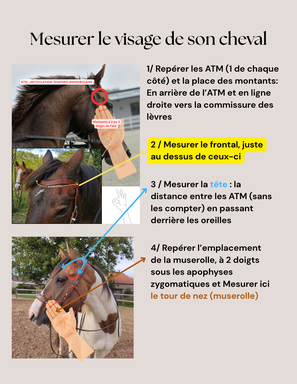 FILET SIDEPULL CUIR SUR MESURE CHEVAL TRAIT