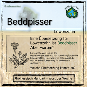 Beddpisser ist rhoihessisch für Löwenzahn