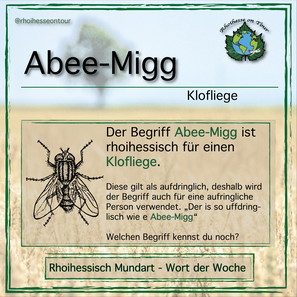 Abee-Migg ist eine rheinhessische Übersetzung für eine Klofliege