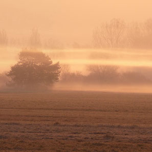 Nebelmorgen im Radolfzeller Aachried - Foto: NABU/H. Werner