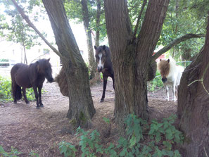 Shetty-Offenstallplatz Bielefeld frei