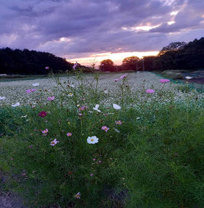 南蓼科 コスモスとそばの花