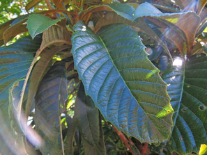 びわの葉（生葉）＜無農薬・無肥料の自然農法＞ - 矢戸田自然塾 自然